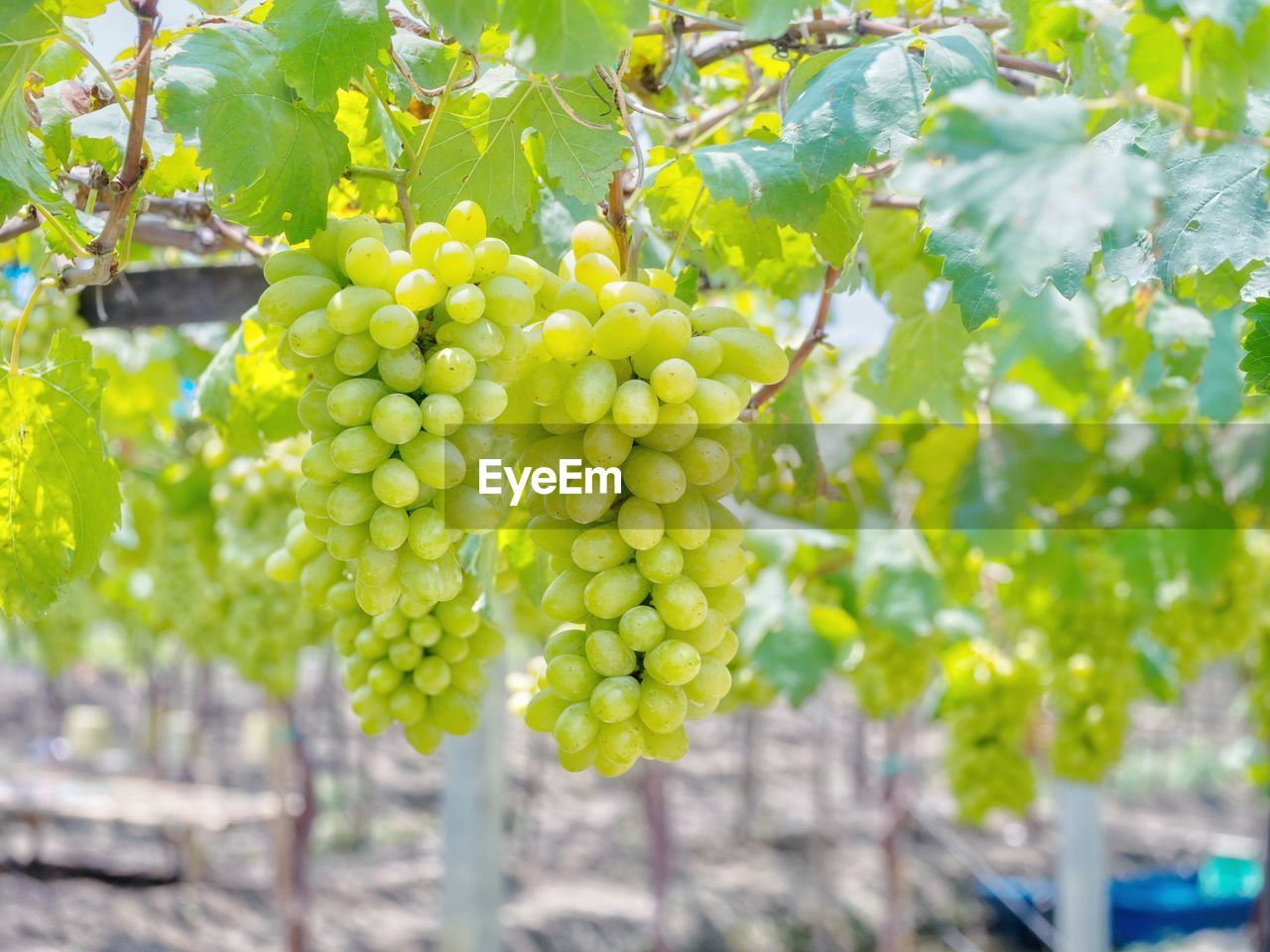 CLOSE-UP OF GRAPES GROWING ON VINE