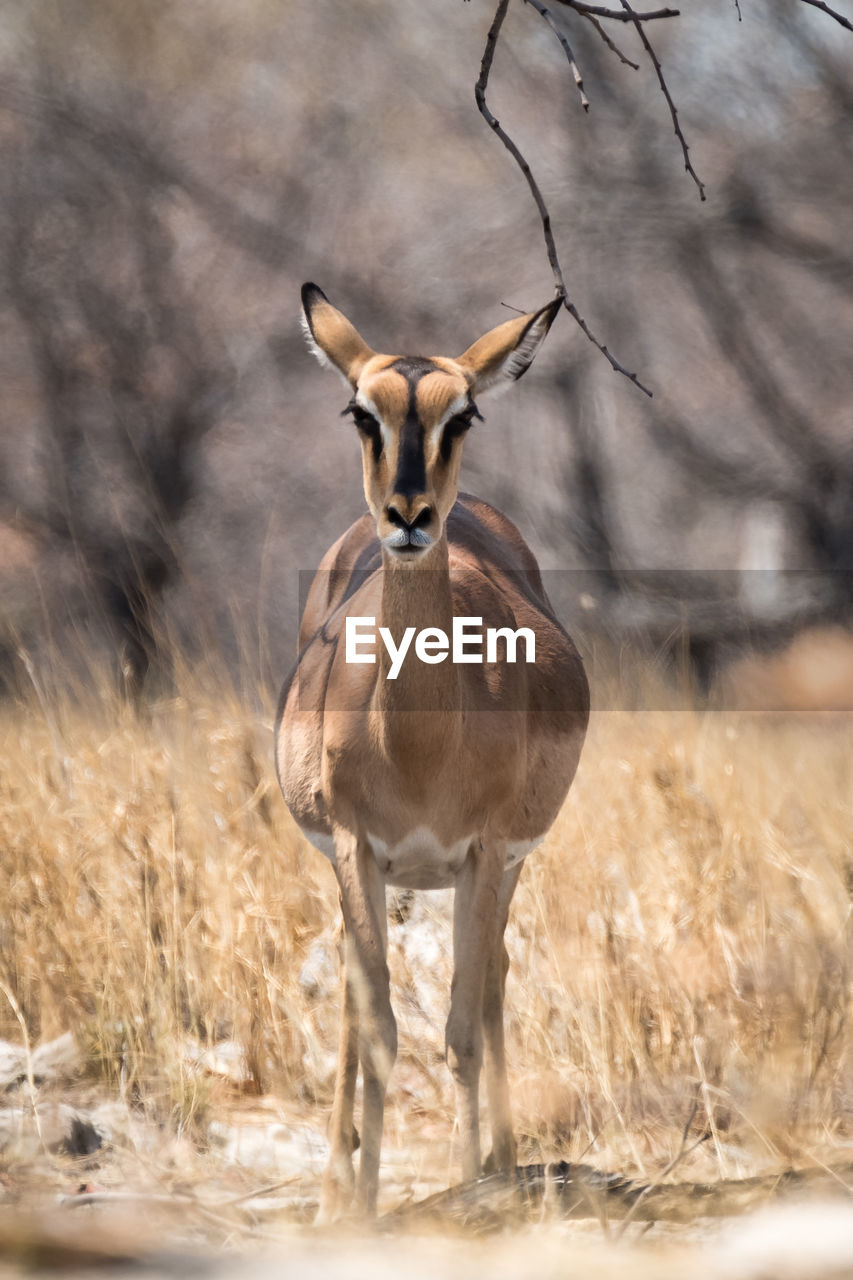 GIRAFFE STANDING ON FIELD