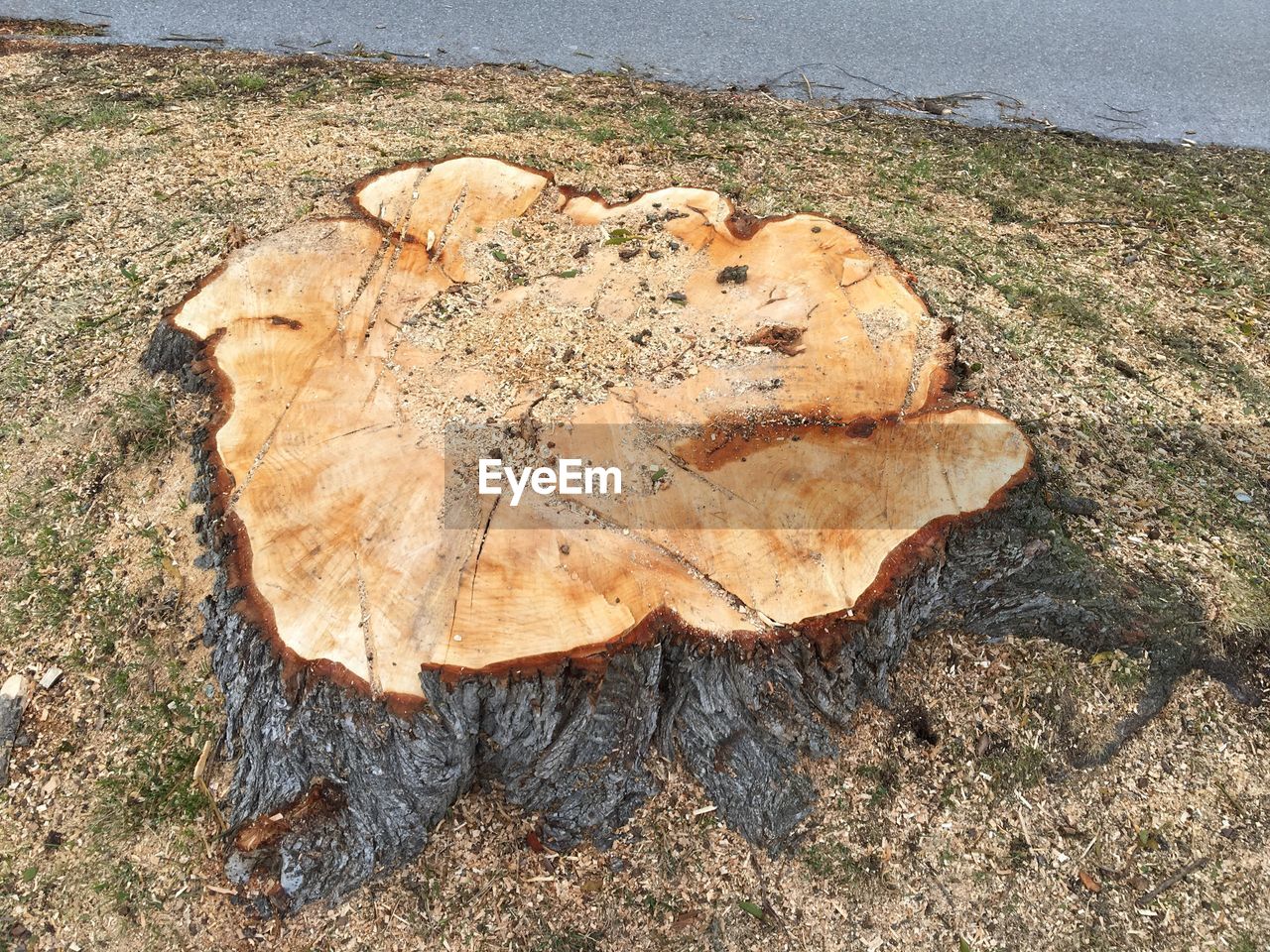 HIGH ANGLE VIEW OF TREE STUMP OUTDOORS