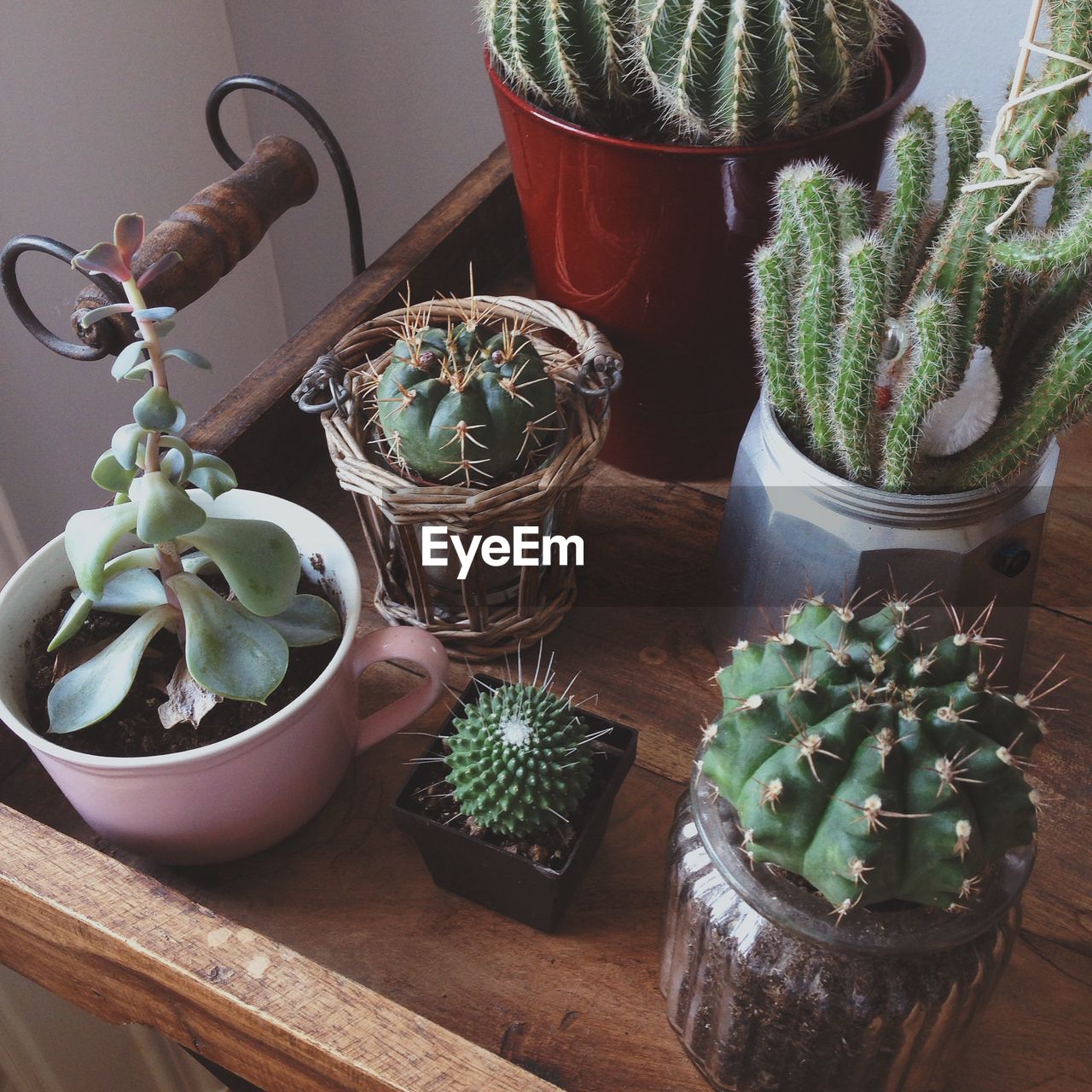 Cactuses in pots