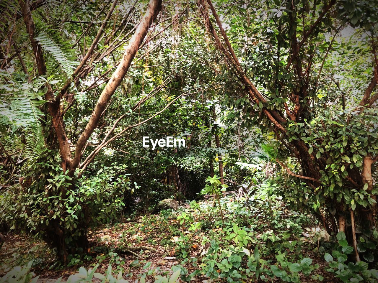 TREES AND PLANTS GROWING IN FOREST