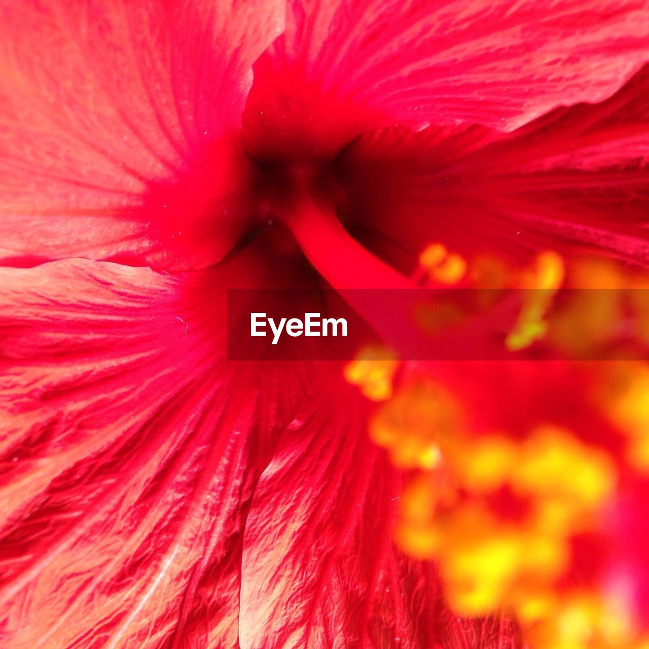 Extreme close-up of red hibiscus