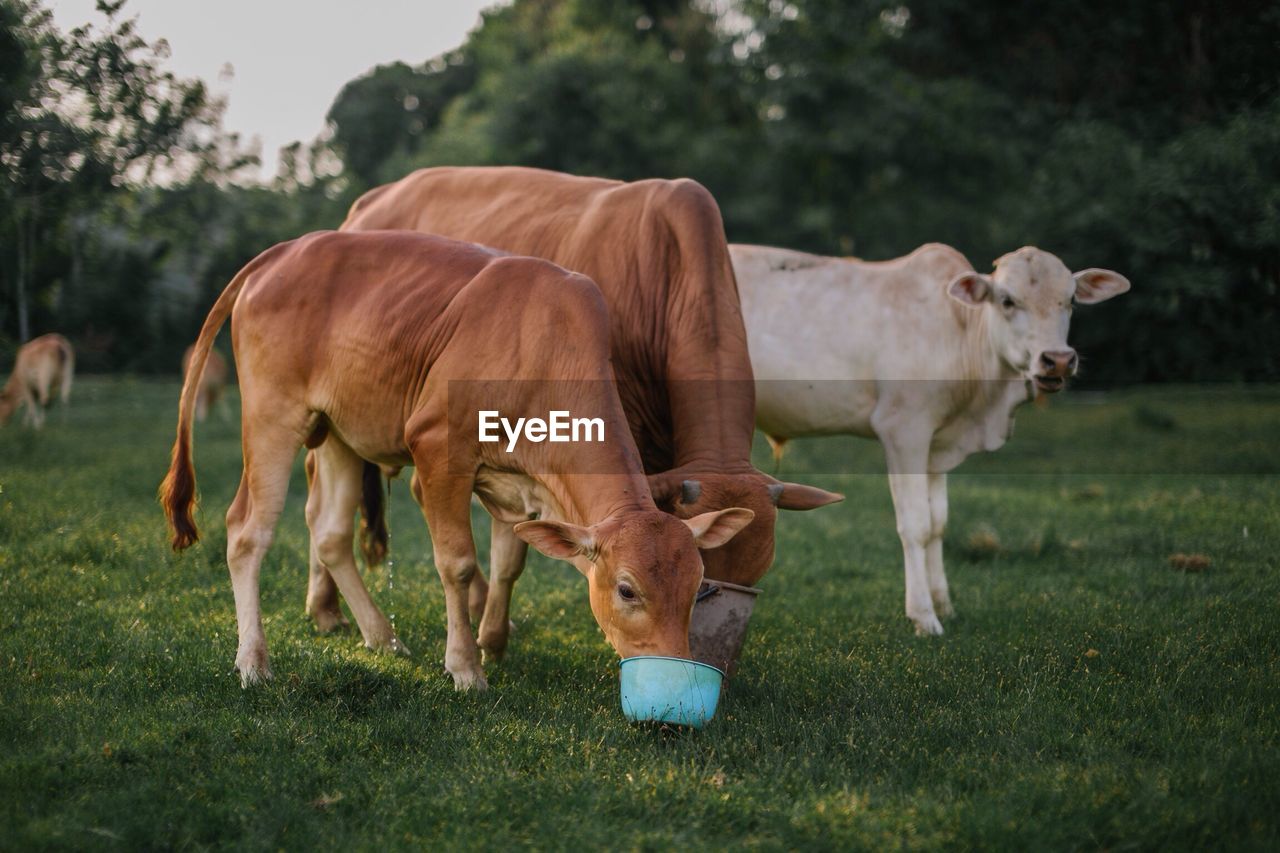 Cows on grassy field