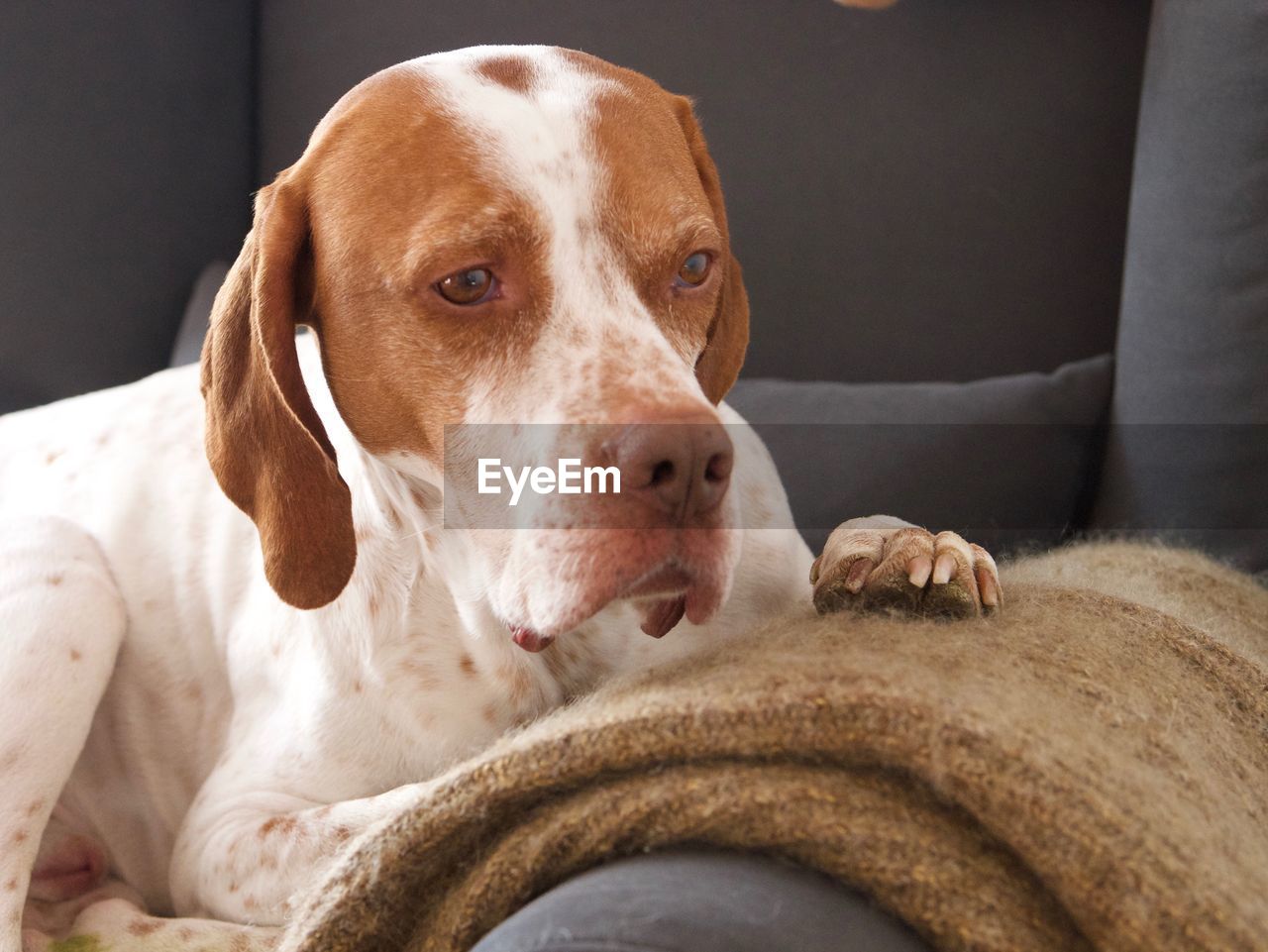 Portrait of dog relaxing on sofa at home