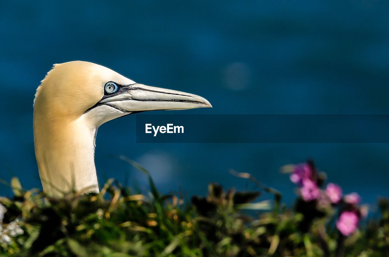 Close-up of bird perching on plant