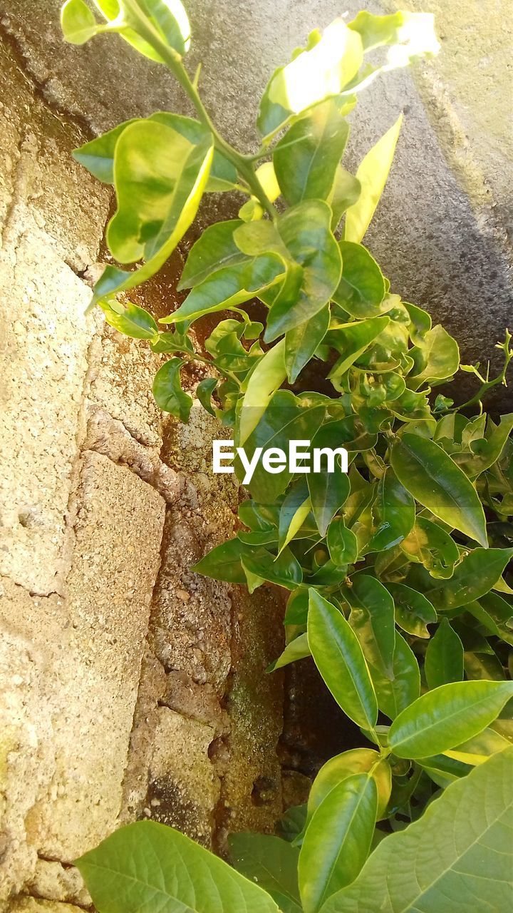 CLOSE-UP OF FRESH GREEN PLANT IN PARK