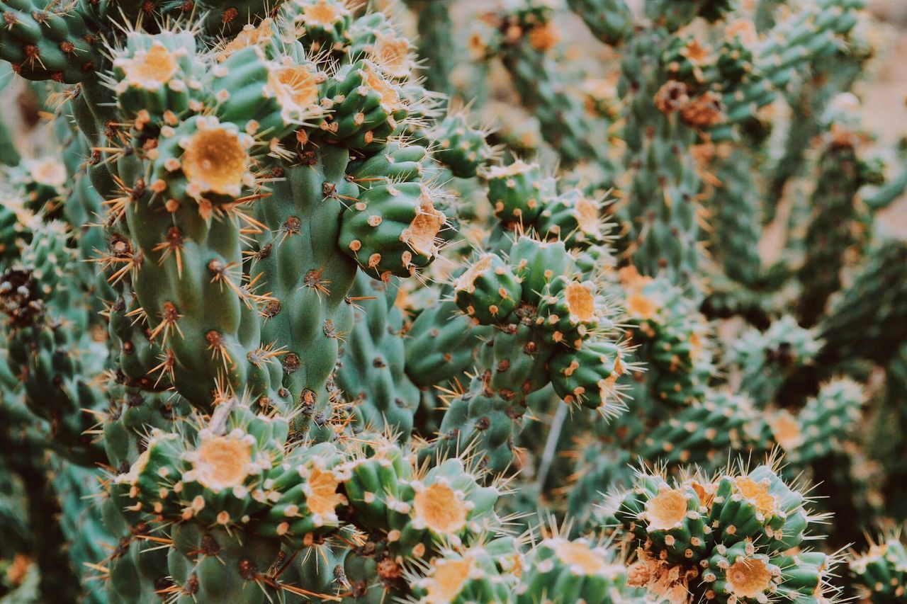 Close-up of cactus