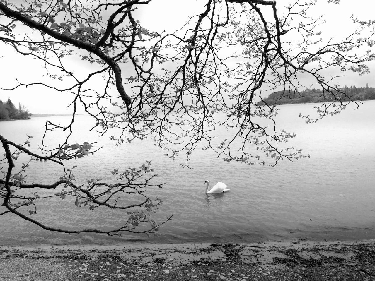 High angle view of swan swimming in lake