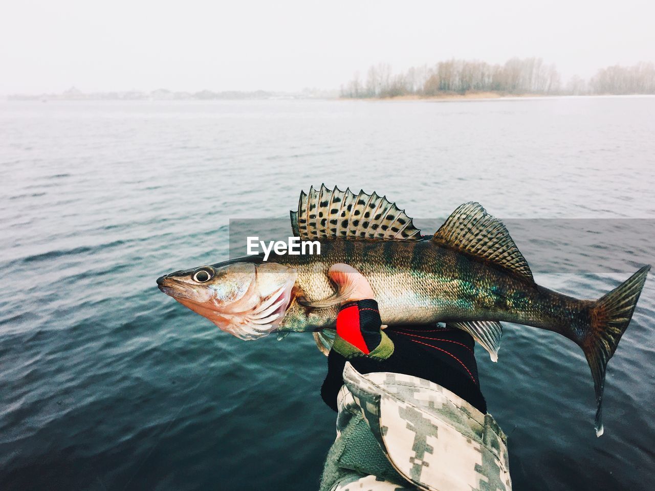 Cropped hand holding fish by lake