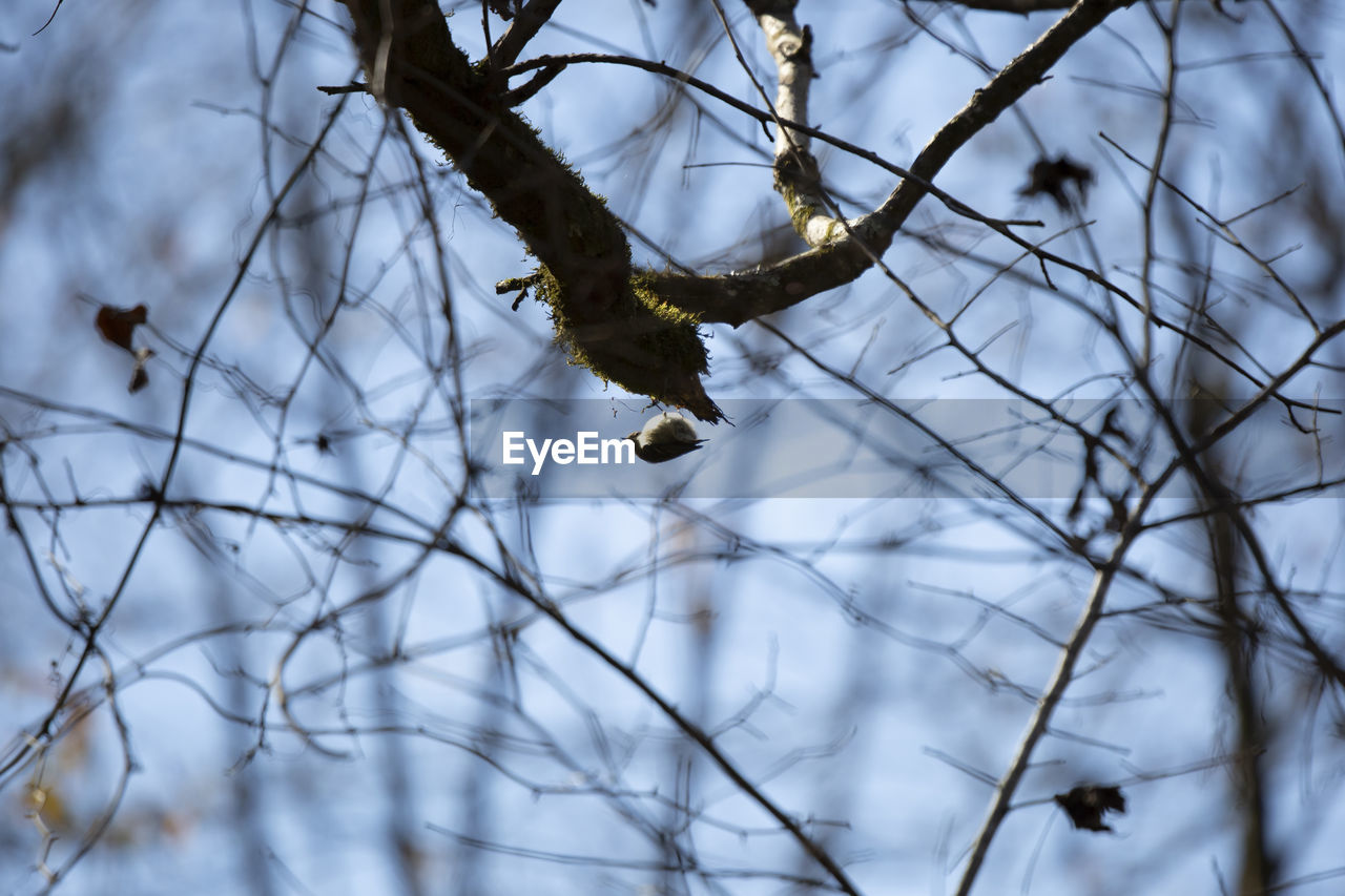 winter, tree, branch, bird, animal, wildlife, animal themes, animal wildlife, nature, snow, spring, plant, one animal, no people, twig, sky, bare tree, outdoors, cold temperature, leaf, day, bird of prey, perching, beauty in nature, low angle view, focus on foreground