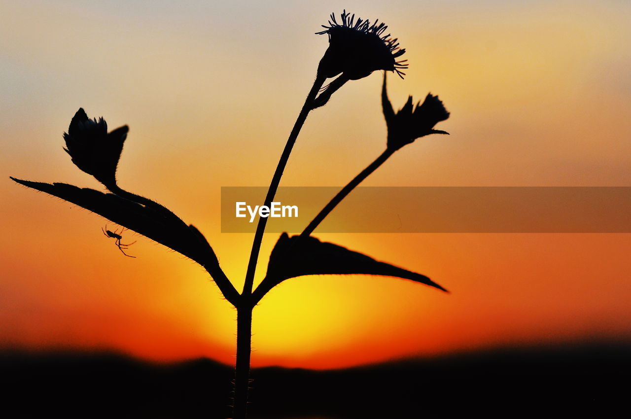 SILHOUETTE PLANT AGAINST ORANGE SKY