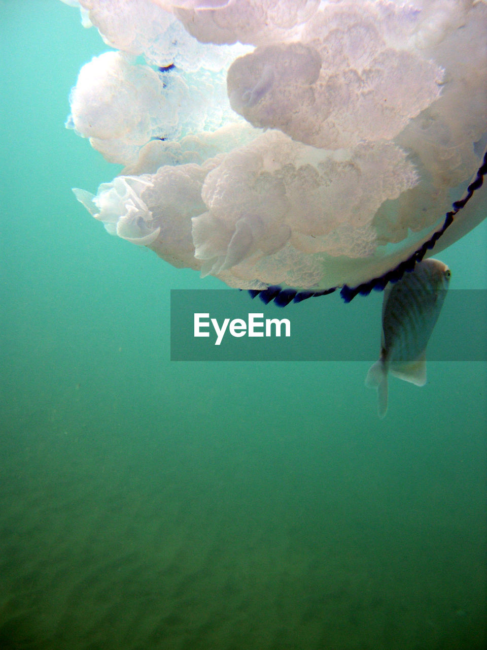 VIEW OF FISH SWIMMING UNDERWATER