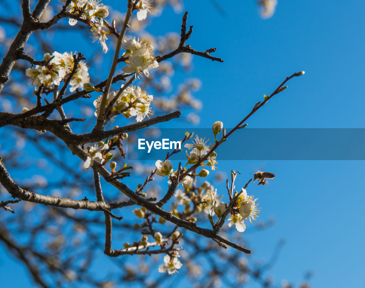 Low angle view of cherry blossom against blue sky