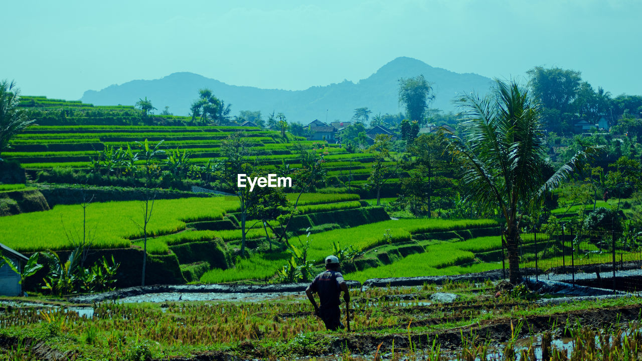 scenic view of agricultural field