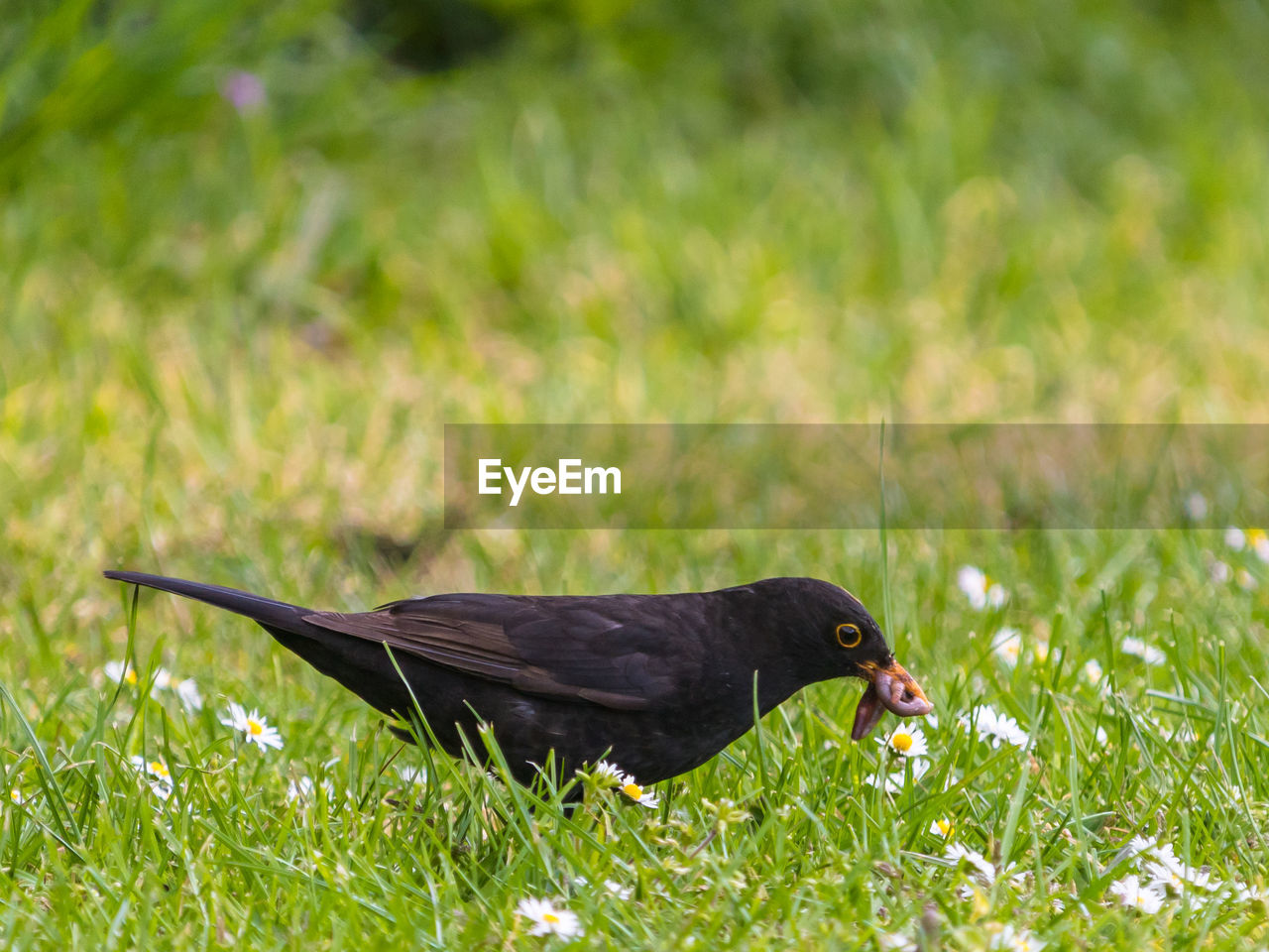 Side view of a bird on field, blackbird, turdus merula, catching worms in the grass