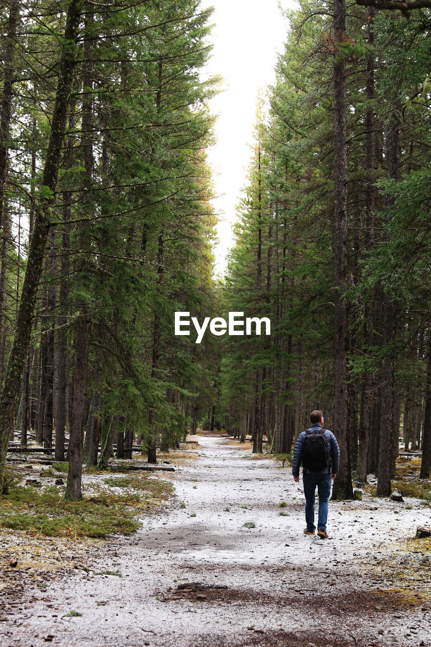 Rear view of man walking on footpath in forest
