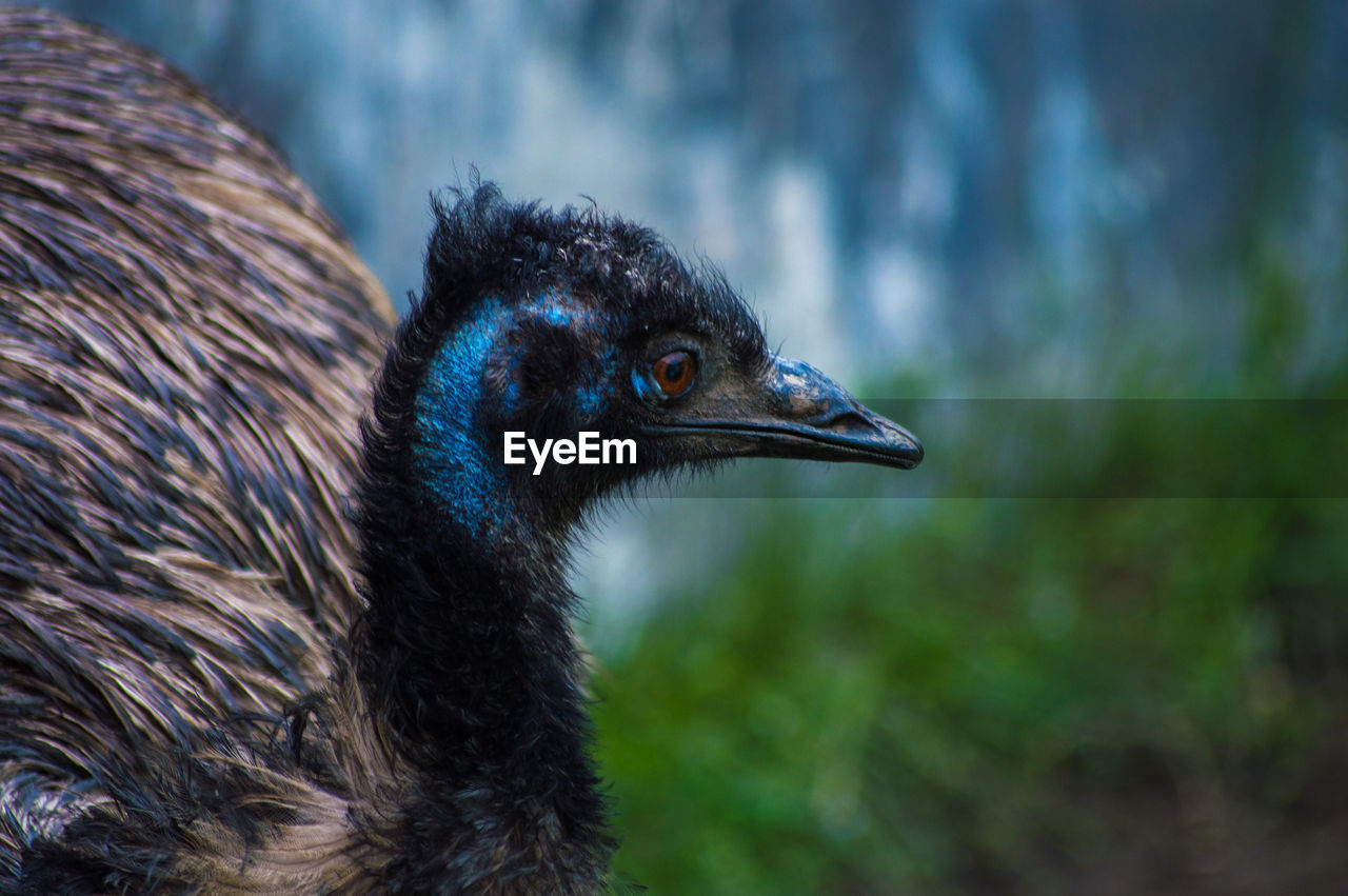 Close-up of emu outdoors