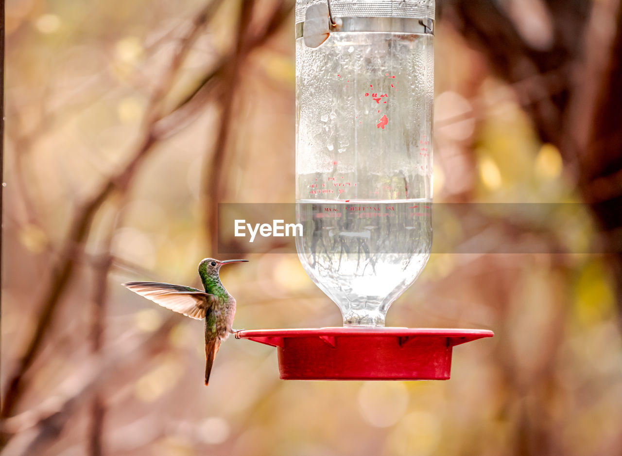 Close-up of bird feeder