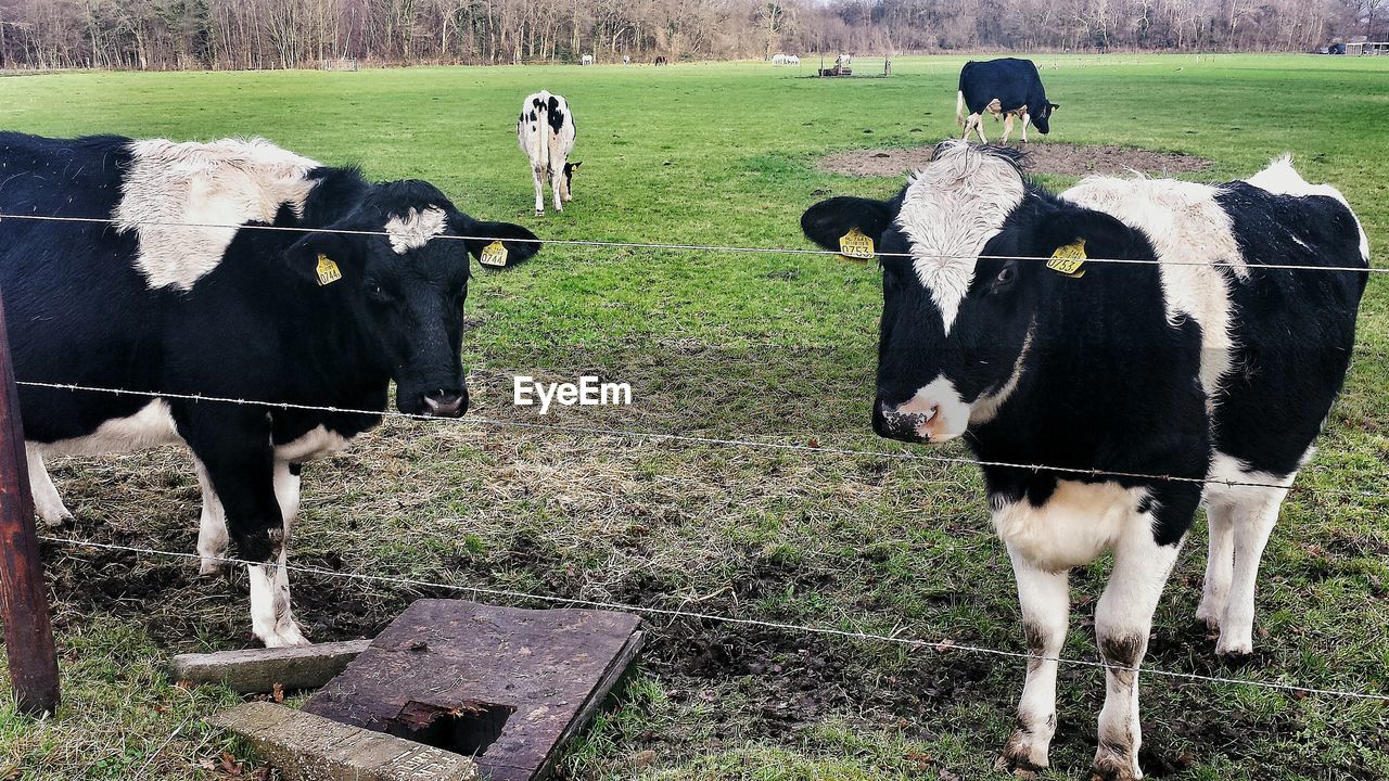 Cows on landscape