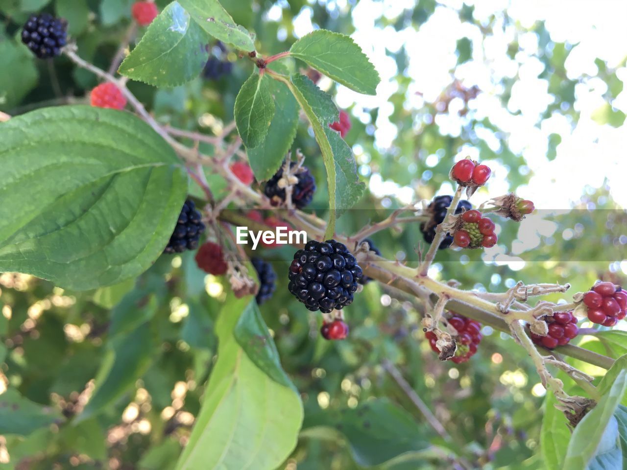 CLOSE-UP OF RED BERRIES ON TREE