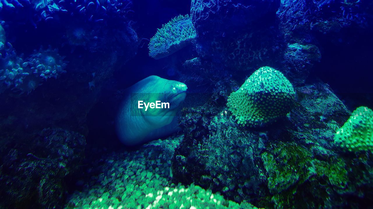 Moray eel by coral in sea