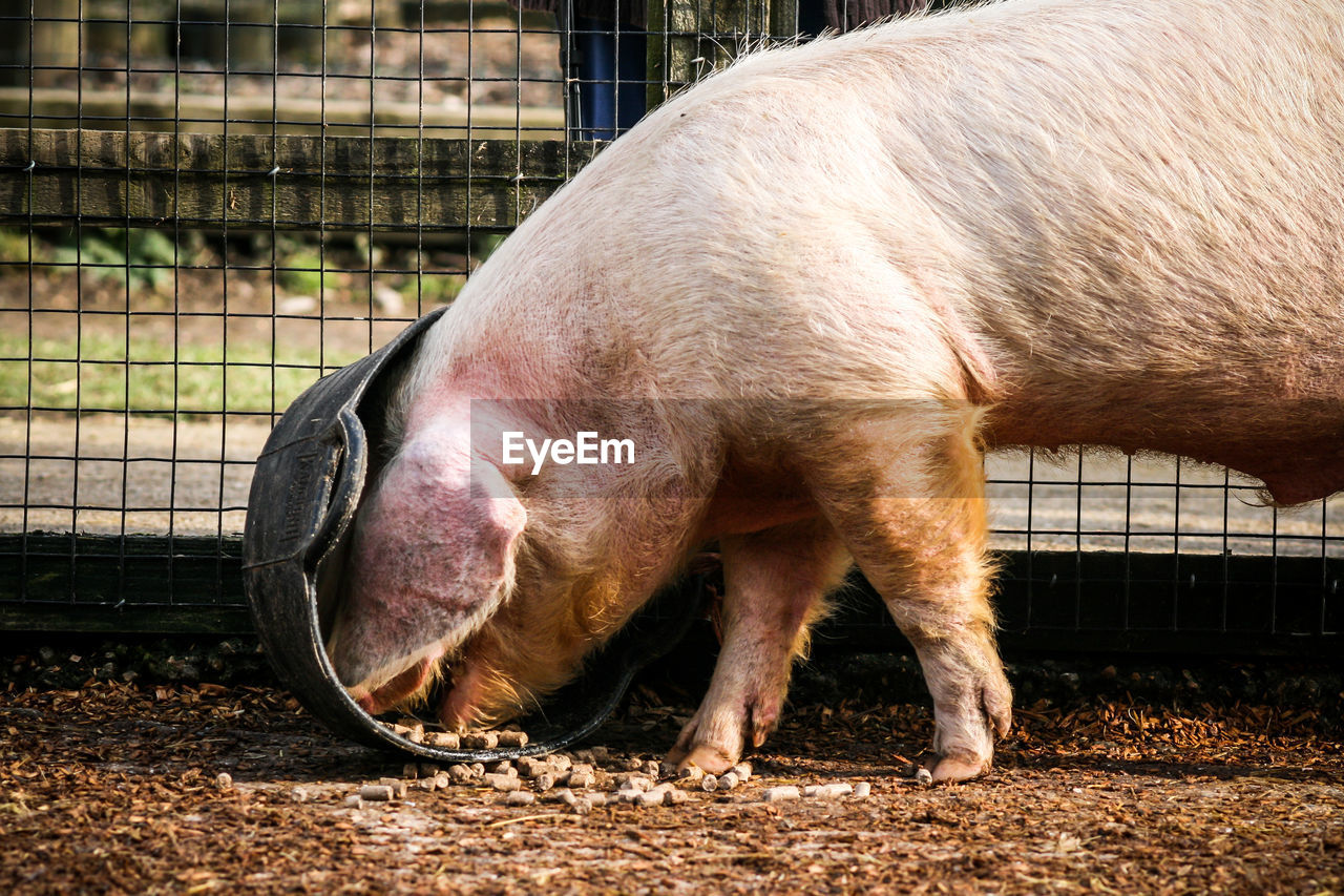 Pig feeding at farm