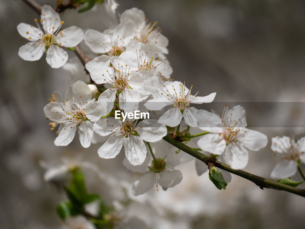 Close up of apricot cherry blossom white flower on branch in the spring