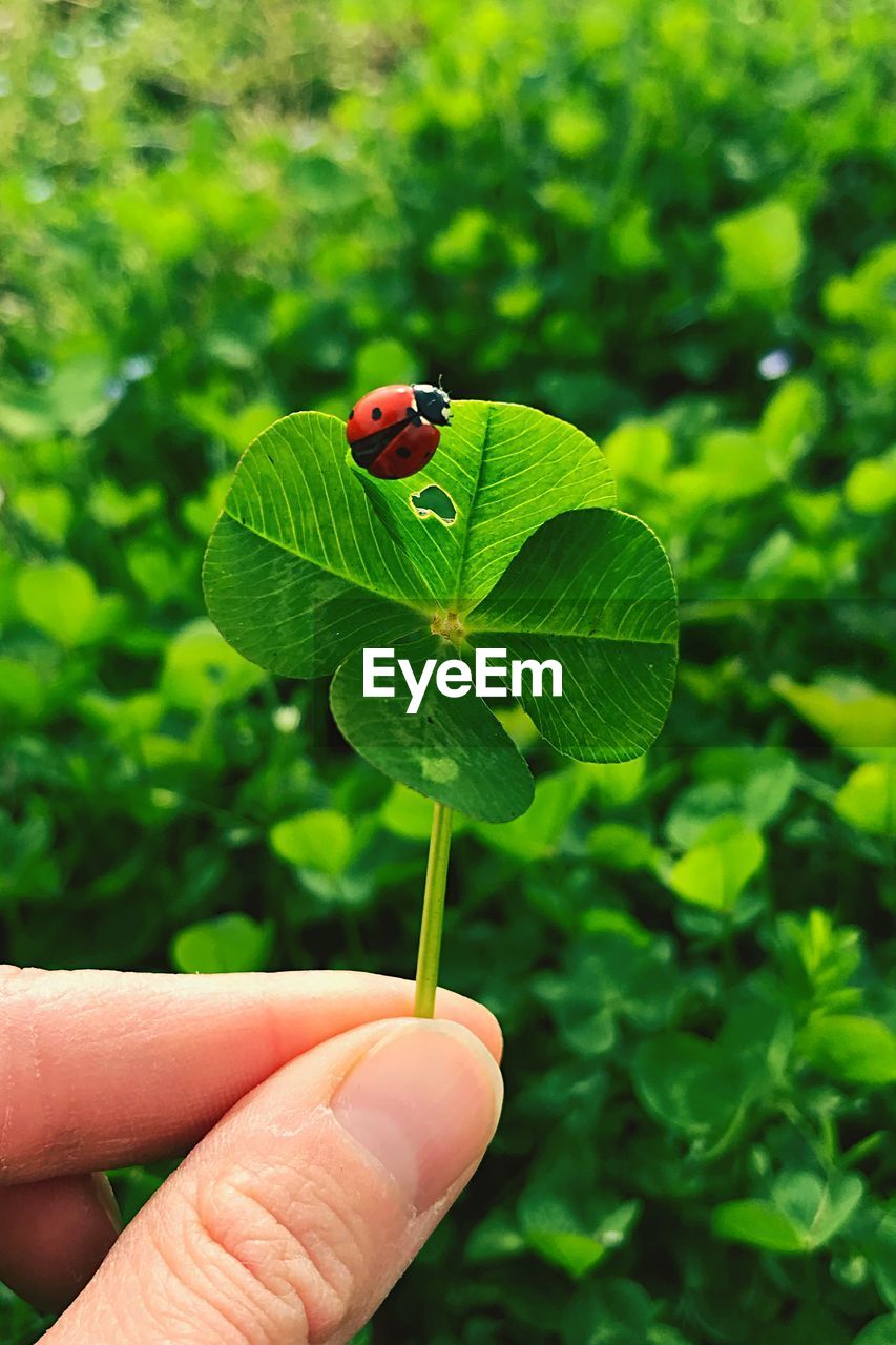 CLOSE-UP OF A HAND HOLDING LADYBUG