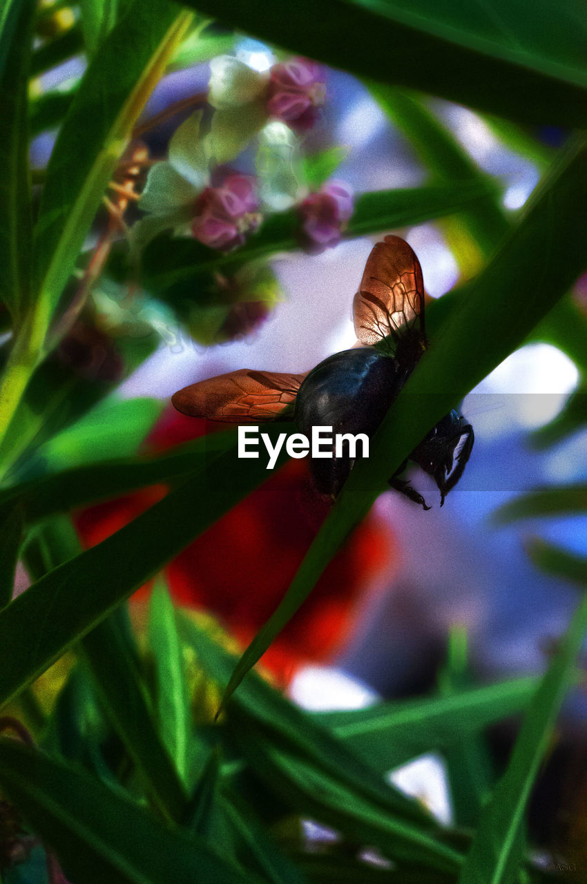 CLOSE-UP OF GREEN INSECT ON PLANT