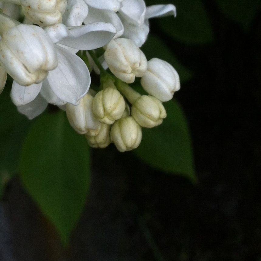 CLOSE-UP OF WHITE FLOWERS BLOOMING