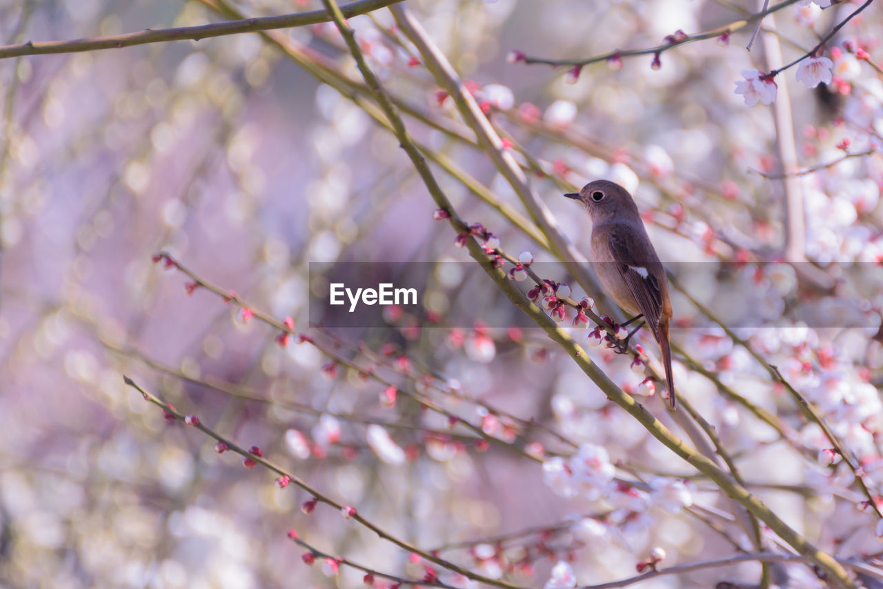 Bird perching on branch