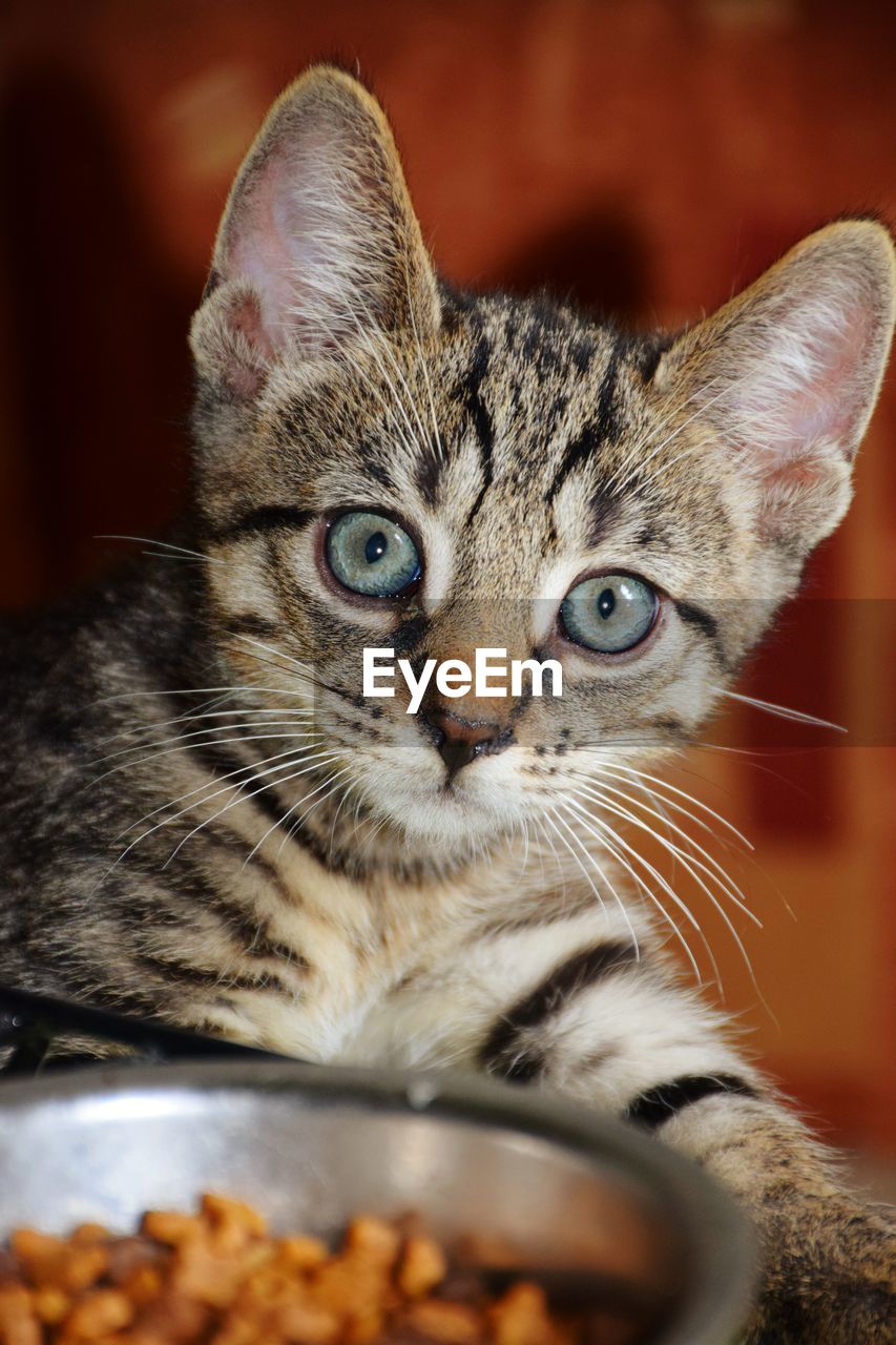 Close-up portrait of a cat