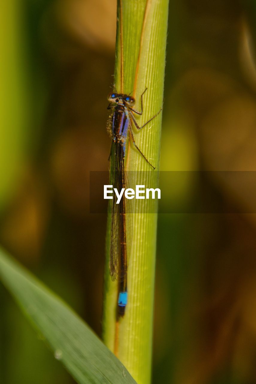 Close-up of dragonfly on leaf