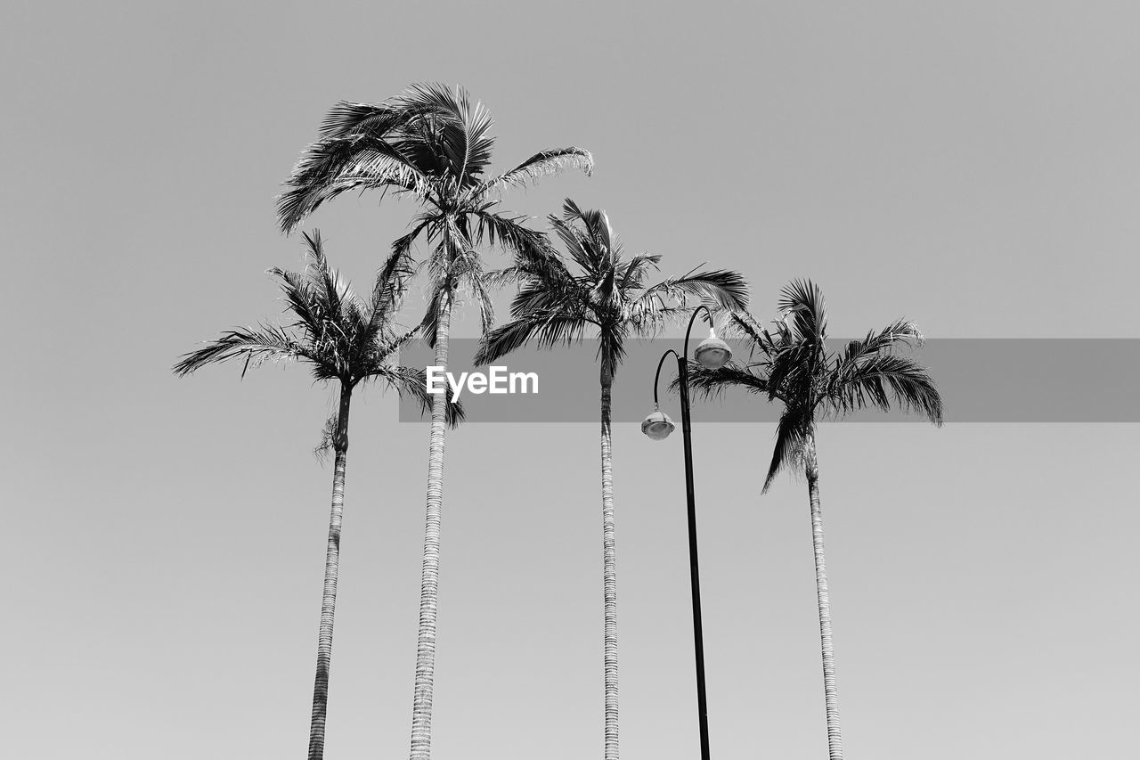 Low angle view of coconut palm trees against clear sky