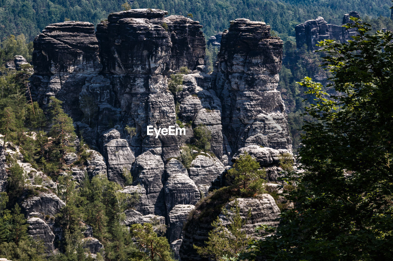 VIEW OF TREES ON ROCK