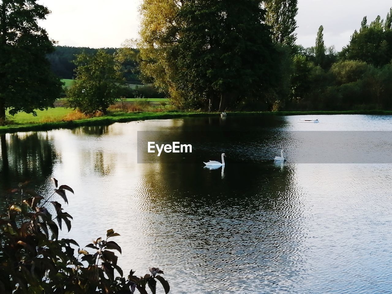 SCENIC VIEW OF LAKE AND TREES