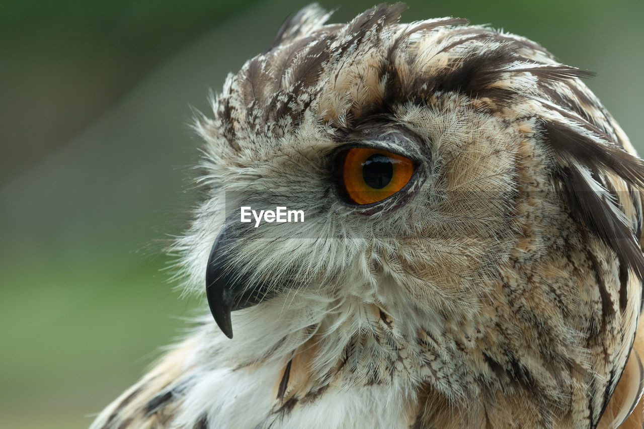 Head shot of a european eagle owl 