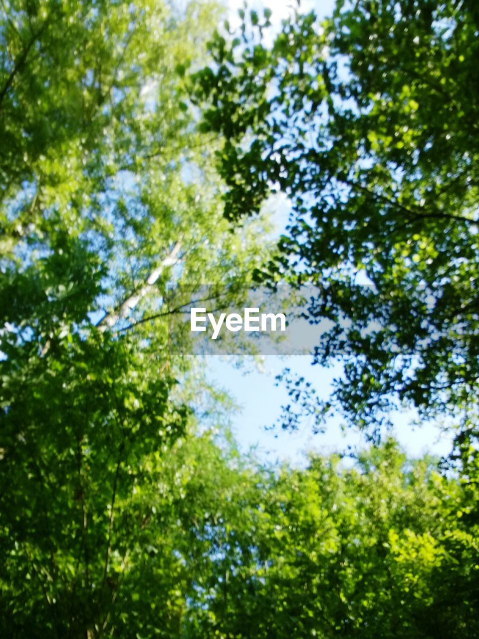 LOW ANGLE VIEW OF TREES IN FOREST