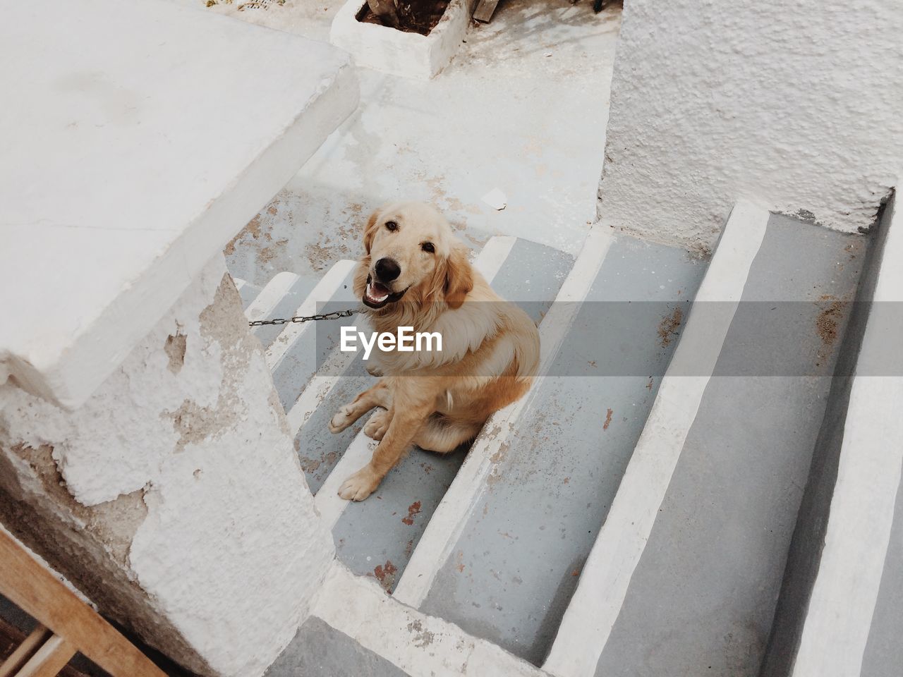 Golden retriever dog sitting on steps