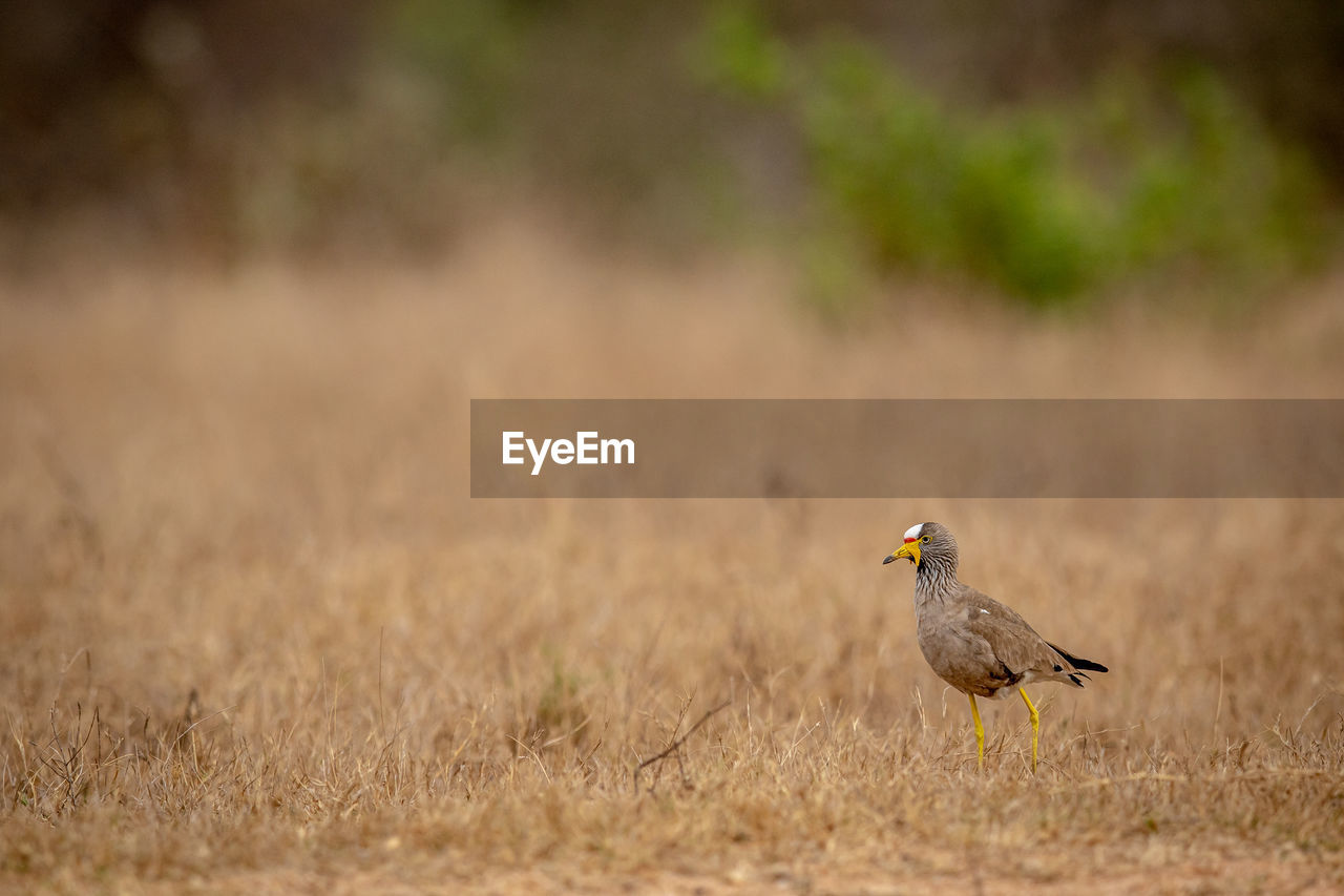 close-up of bird perching on field