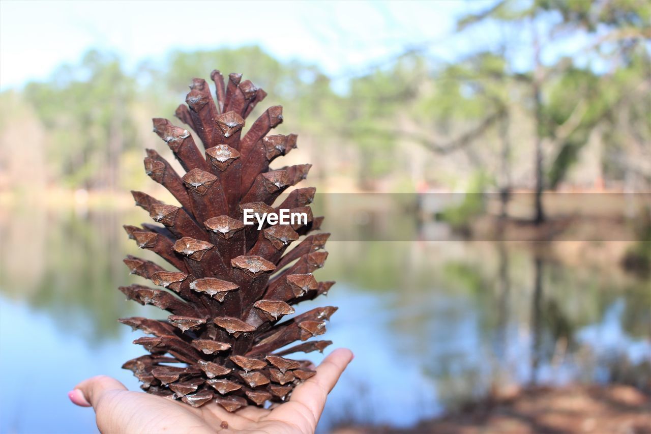 Close-up of woman holding pine cone outdoors