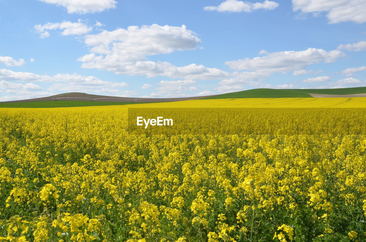 Scenic view of oilseed rape field against sky