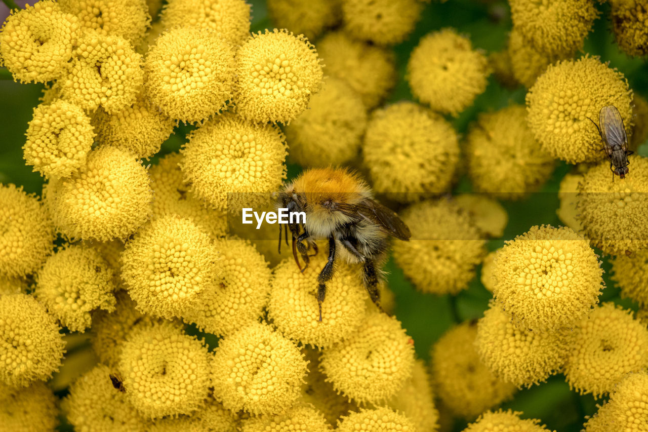 HIGH ANGLE VIEW OF BEE ON YELLOW FLOWER