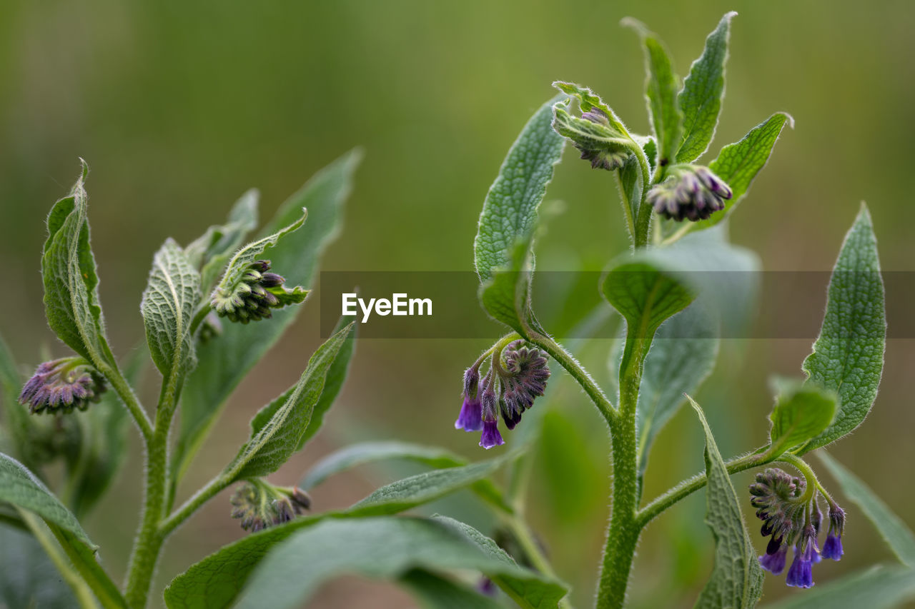 CLOSE-UP OF PURPLE FLOWER BUDS