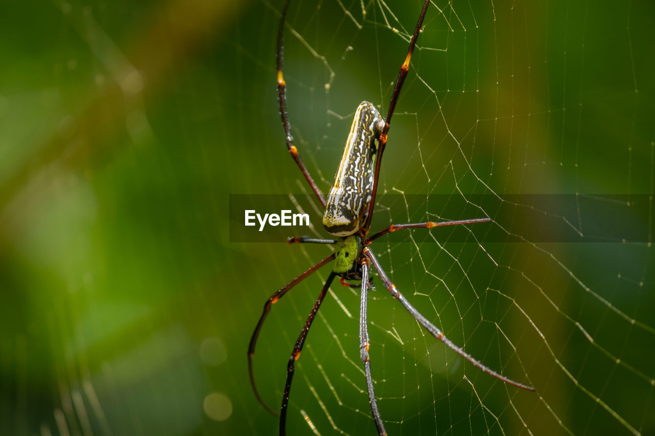 CLOSE-UP OF SPIDER AND WEB