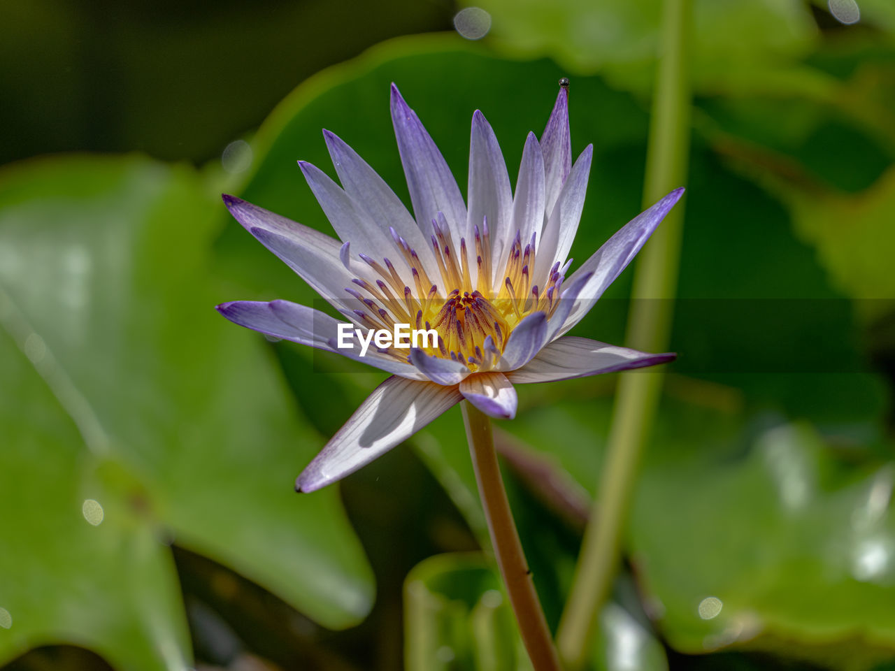 flower, flowering plant, plant, nature, freshness, beauty in nature, macro photography, water lily, water, fragility, green, petal, close-up, flower head, growth, inflorescence, leaf, lake, blossom, plant part, aquatic plant, yellow, lotus water lily, wildflower, no people, purple, pollen, lily, outdoors, botany, springtime, focus on foreground, environment, selective focus, social issues, day