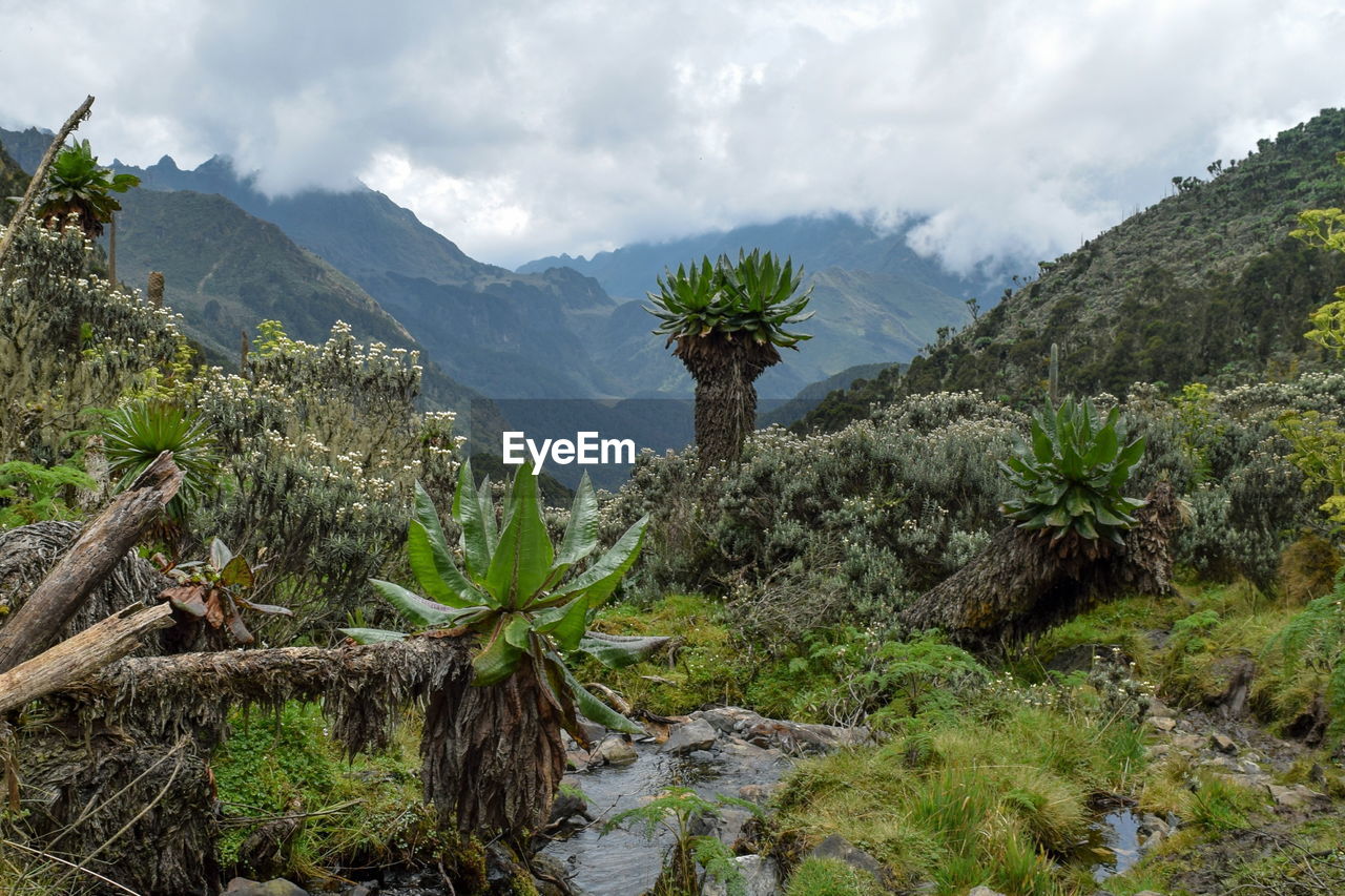 High altitude plants against a mountain, rwenzori mountains, uganda