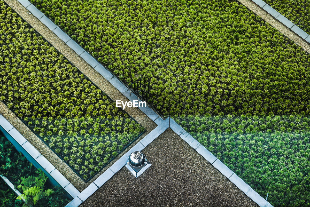 High angle view of rice on field in garden