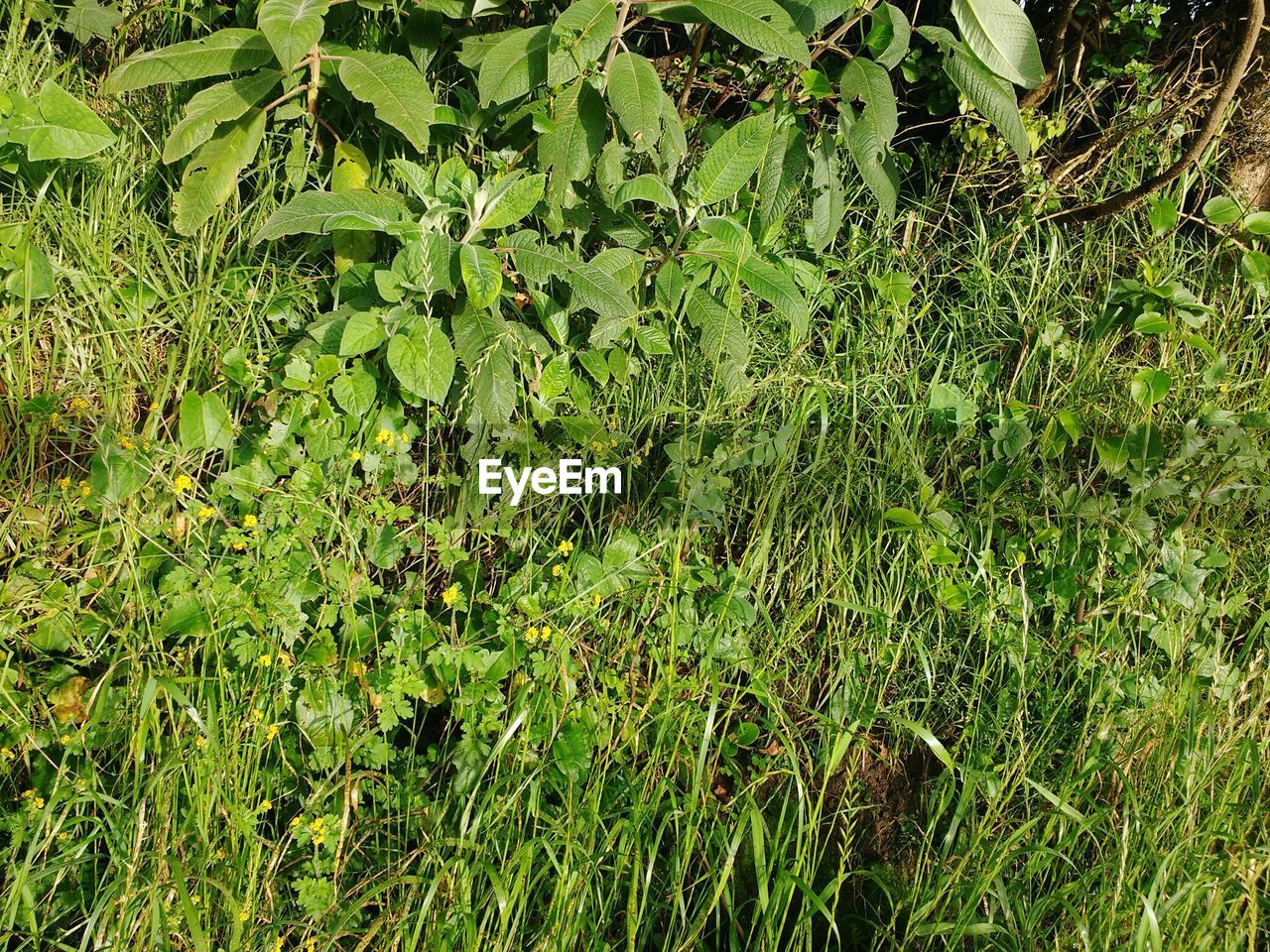 PLANTS GROWING ON FIELD