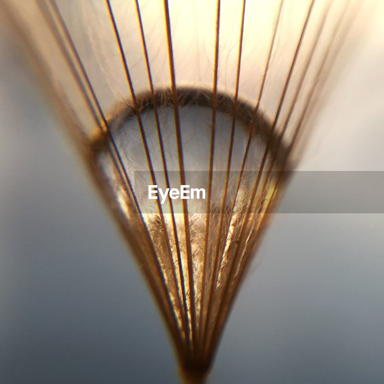 Low angle view of dandelion seed growing outdoors